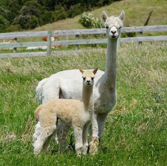 mother and cria